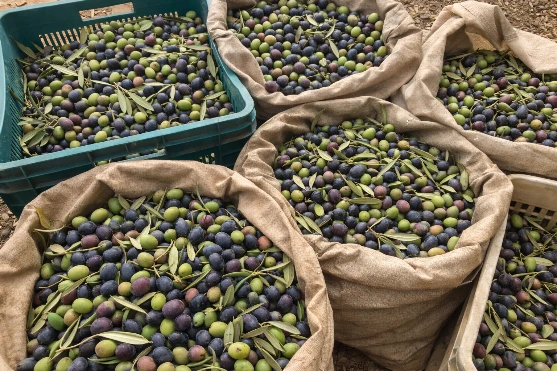 Fresh olives after harvest Freshly harvested olives collected before being taken to the press.