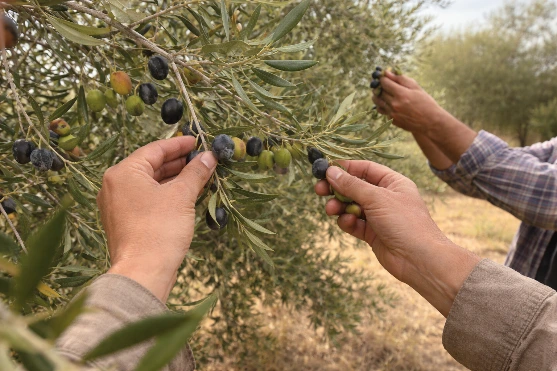 Handpicking olives Olives are handpicked to avoid damage and preserve their quality.