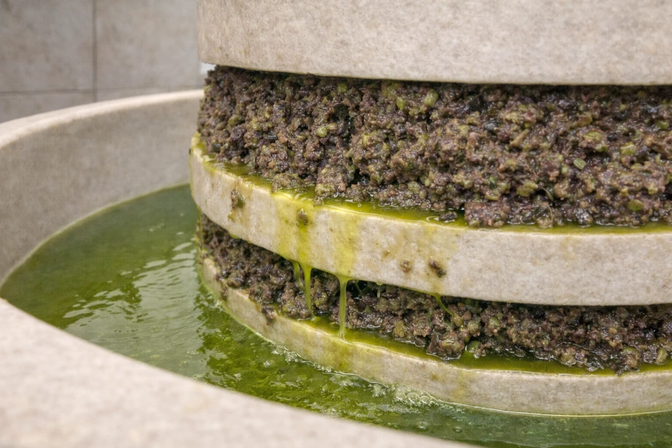 Olives being pressed to produce pure extra virgin olive oil.