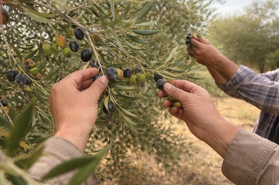 Olive trees with ripe olives ready for harvest.